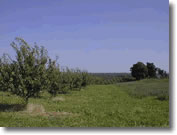 field